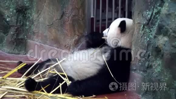 可爱的熊猫在动物园吃竹茎。 媒体。 懒惰的熊猫躺着，有力的牙齿咬着坚韧的竹秆。 魅力