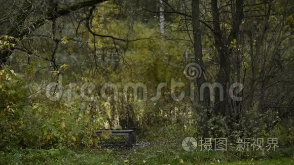 雨中秋天公园里的木凳视频