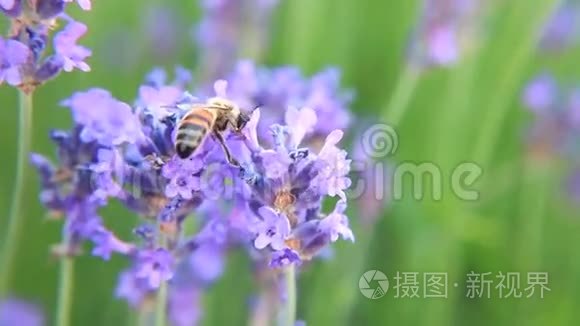 薰衣草花蜜蜂