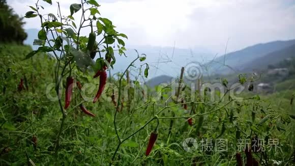 红辣椒在田野里视频