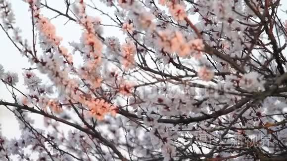 春天的杏花在第一缕阳光下视频