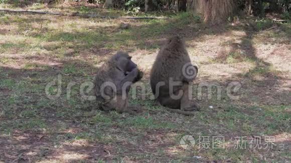 野生非洲猴子坐在树荫下吃东西视频