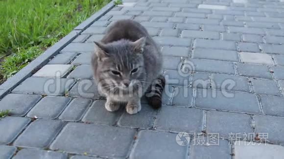街上的灰斑猫坐在公园的地上看着摄像机