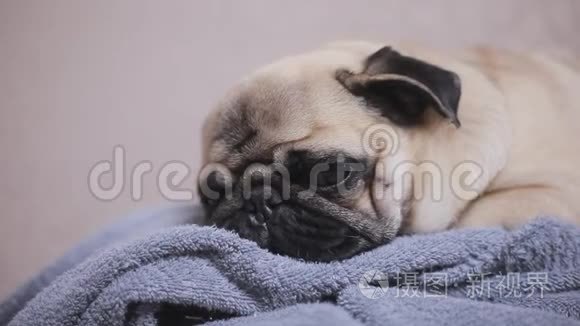 睡在毛巾上的可爱小狗的特写脸视频