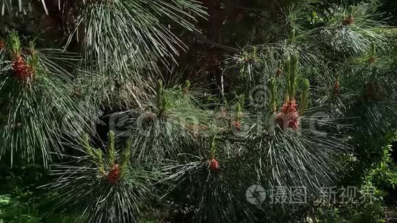 松枝随风摆动，特写慢动作