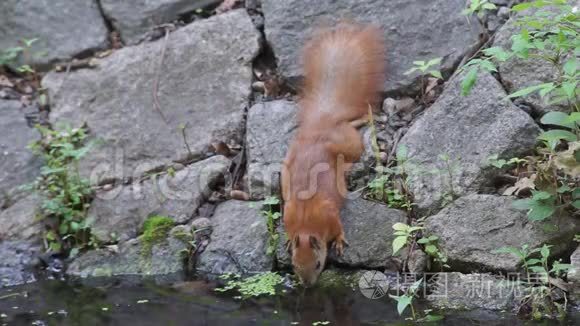 松鼠喝水视频