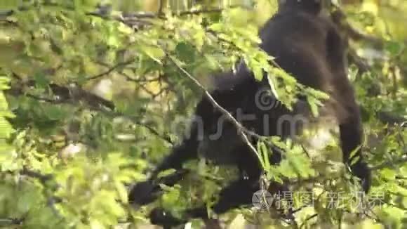 野啸猴觅食.