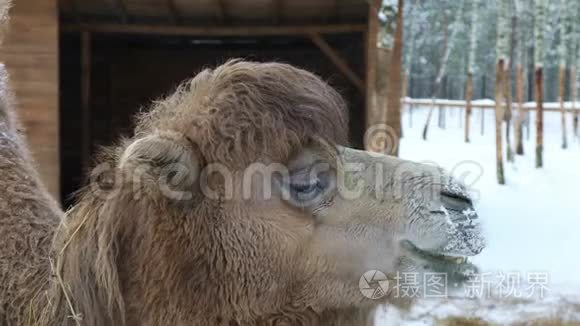 冬天背景下的骆驼视频