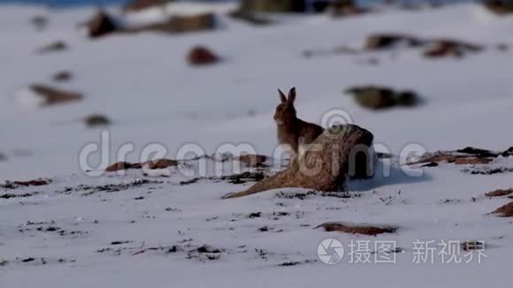 十月，苏格兰凯恩戈尔姆斯NP的一个山坡上，雪地里穿着夏装的山地野兔Lepus timidus。