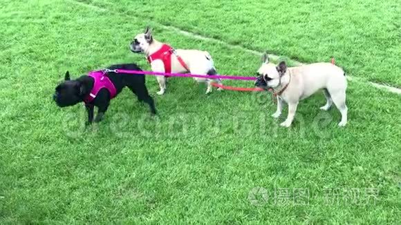 三只小狗视频