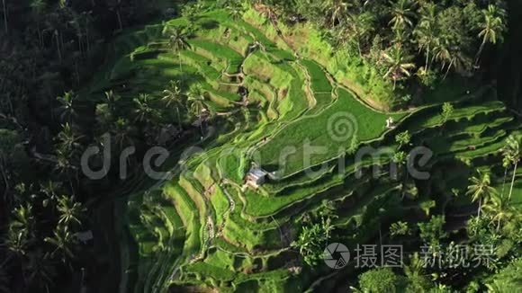 来自空中的农业景观.. 夏天的水稻梯田。 联合国教科文组织世界遗产巴厘岛Jatiluwih高地