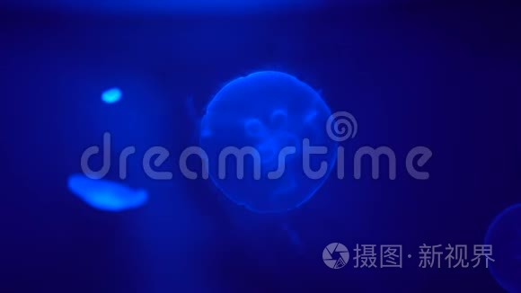 水母在蓝色背景的水柱中移动视频