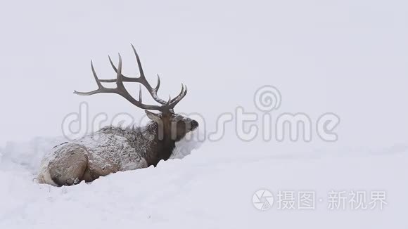 麋鹿躺在雪地里