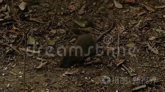 吃老鼠小视频_微信吃老鼠的小视频_微信老鼠吃大象的游戏叫什么
