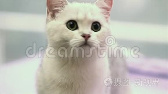 白小猫猎取玩具.