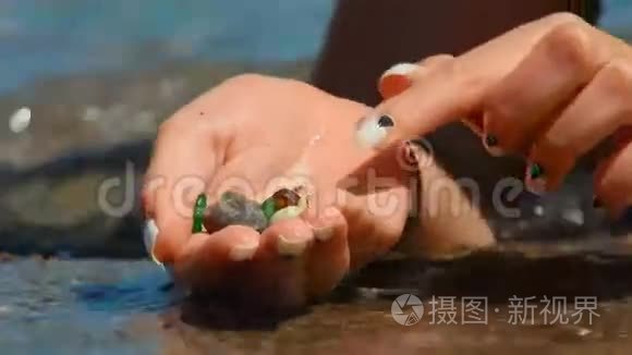 棕榈海中的贝壳视频