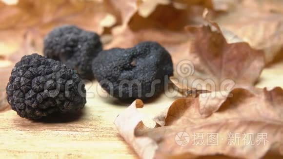 橡木叶间放置的黑色块菌
