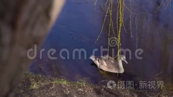 沼泽里一只孤独的鸭子视频