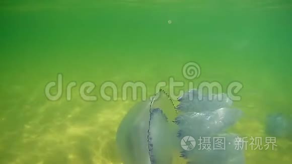 漂浮在黑海水下的大型水母