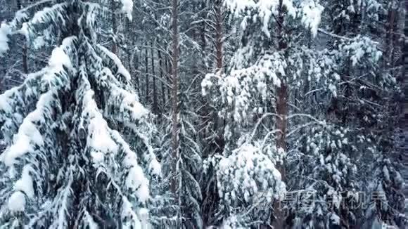 针叶树覆盖着白雪的野生公园视频