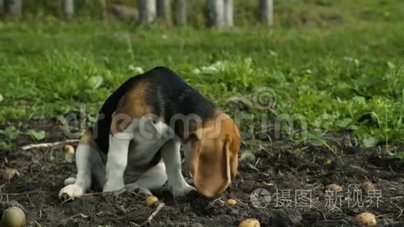 小猎犬小狗和新鲜土豆在一排视频