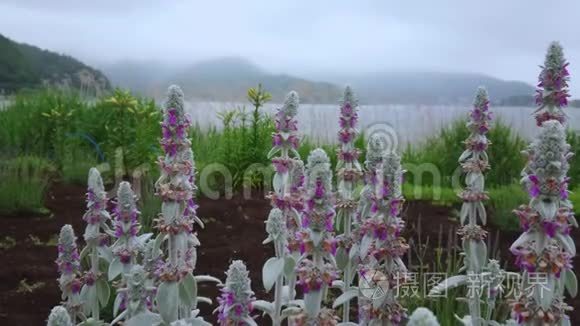 日本富士山川川子湖的鲜花视频