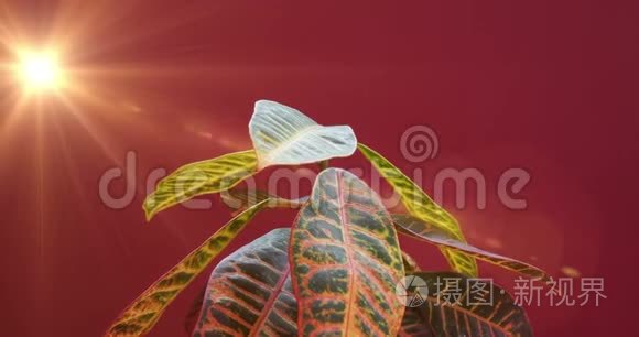 鳕鱼植物生长的时间间隔。 向太阳升起叶子. 进化概念。 神奇的春天时光复兴.. 红色的
