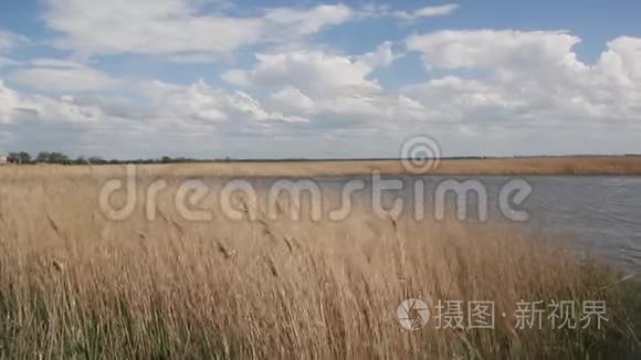 湖周围干燥的芦苇视频