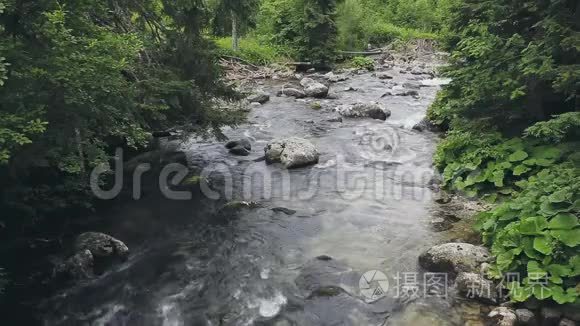 洛矶山河湍急的小溪视频