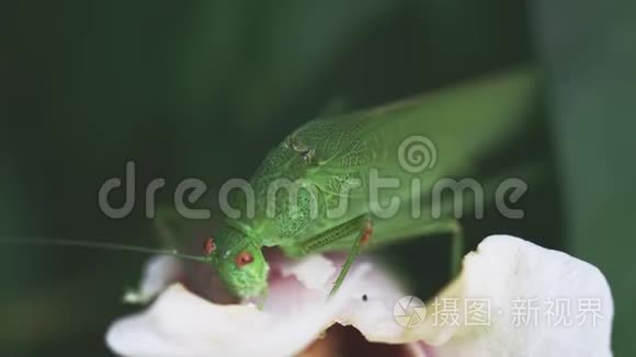 大绿灌木-蟋蟀以白色花瓣为食