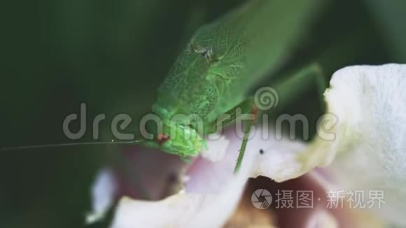 大绿灌木蟋蟀以白色花瓣为食