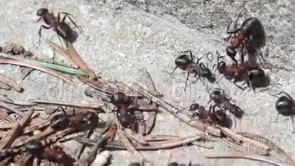 红蚂蚁视频