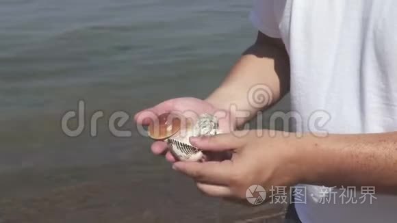 人类在海边手拿贝壳视频