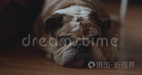 沉睡的老疲惫的英国斗牛犬视频