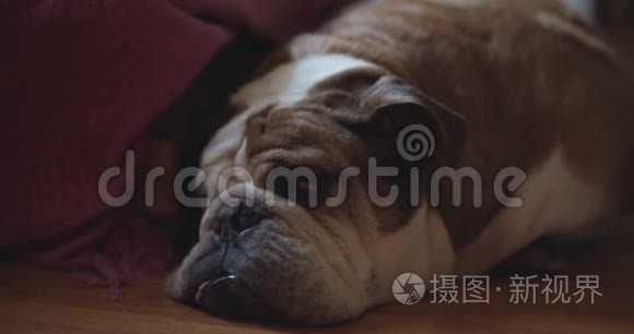 疲惫的英国斗牛犬睡在地板上视频