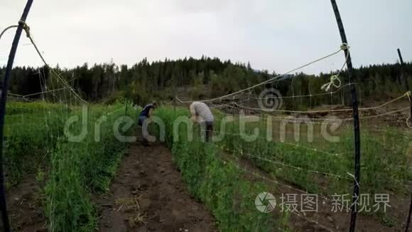 农田里的几条裤子视频