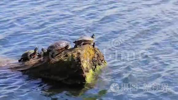 海龟群在原木上晒太阳