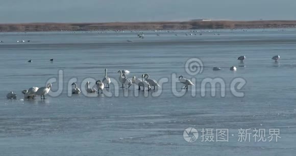 冰天雪地里的天鹅视频