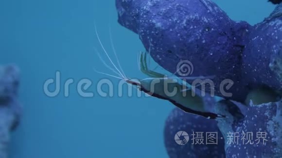 海洋生物的水下世界