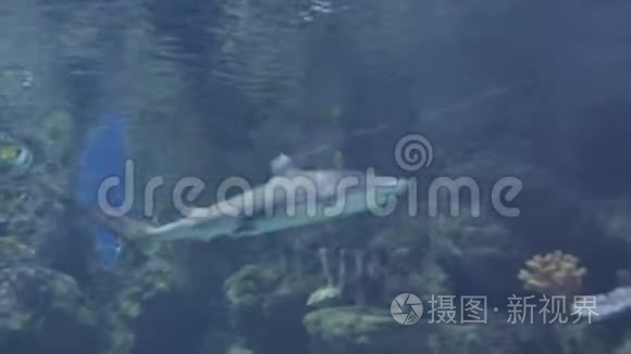 海洋生物的水下世界视频