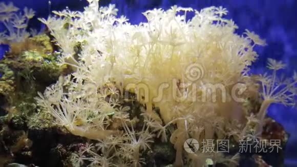 海洋生物的水下世界视频