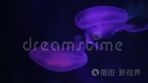 海洋生物的水下世界视频