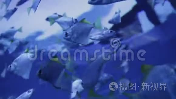 海洋生物的水下世界视频