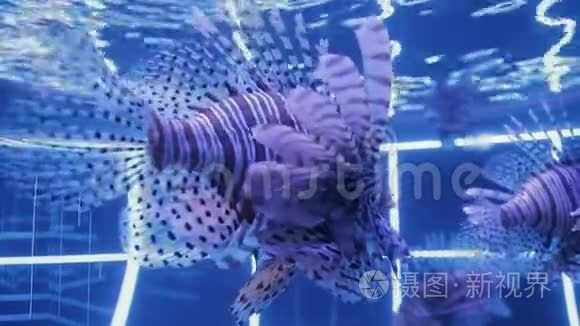 海洋生物的水下世界视频