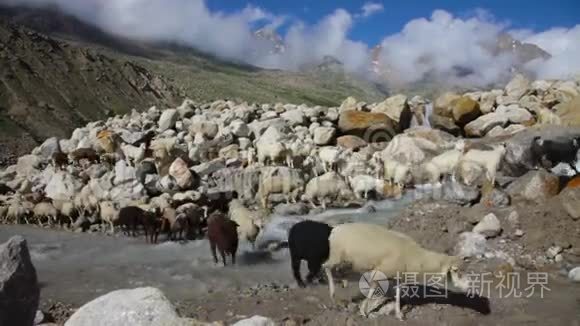 绵羊和山羊山山羊视频