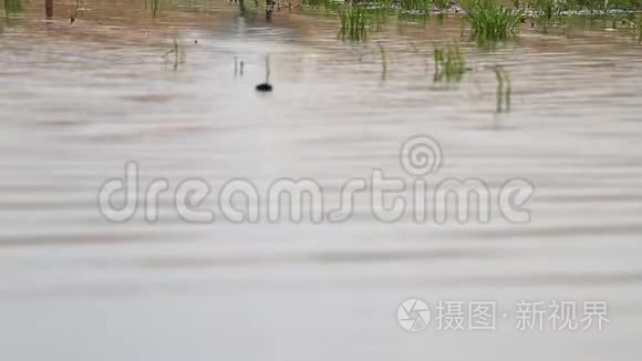 浅水中的白天鹅清洁羽毛视频