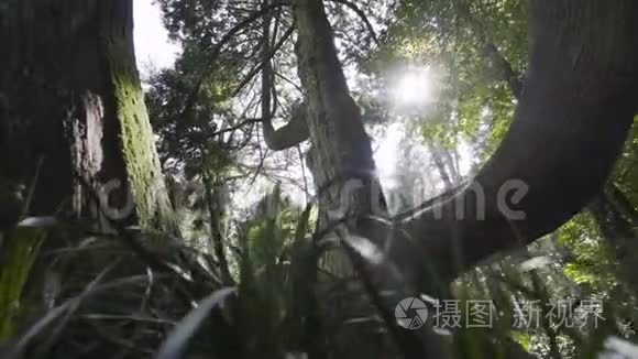 雨林森林公园里的大树视频