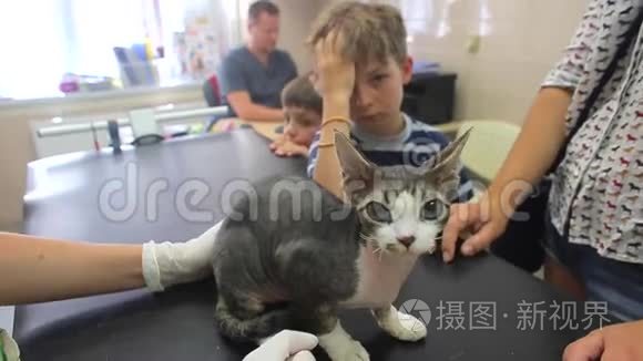 一只在兽医诊所检查的猫。 双手戴白手套。 男孩是4-8岁的小猫摊主.. 医生