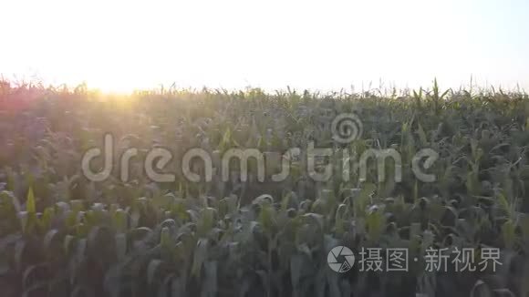 绿色的玉米收获田植在阳光下视频