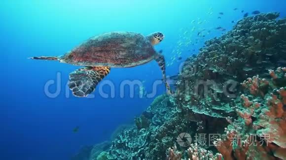 海龟在原始的珊瑚环境中视频